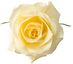 Yellow Rose Png Clipart Picture Rose Clipart Yellow Roses White Rose Png