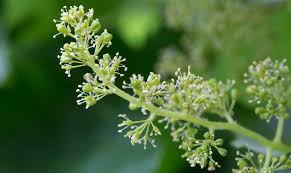 The cap separates from the base of the flower, becomes dislodged and usually falls off, exposing the pistil and anthers. Grape Flowers A Season In The Vineyard Journey Of Jordan