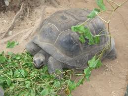 عالم السلحفاة