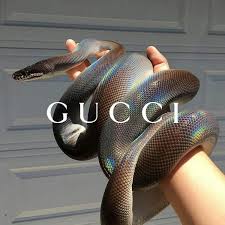 Il y a pleins de fond d'écran sur l'univers de one piece comme des fonds d'écran sur monkey d. Fond D Ecran Gucci Serpent Portefeuille Textile Modele Porte Monnaie Symbole 1392895 Wallpaperkiss