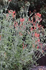Image result for Dicliptera verticillata