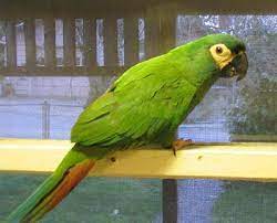 Mini Macaw Parrots Macaw Parrot Macaw Parrot