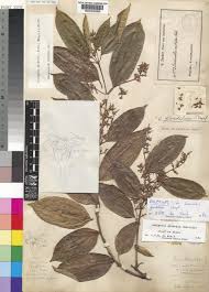 Image result for Oncinotis