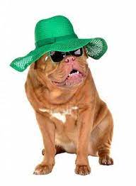 Shhh I M In Disguise Dog Wear Lady Dog Wear Green