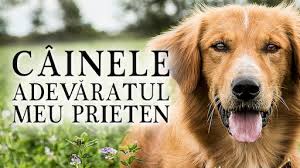 Cainele Adevăratul Meu Prieten 2 Netflix