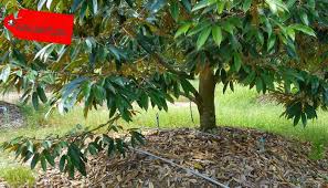 Antara racun kulat untuk mengatasi. Penyebab Dan Cara Mengatasi Pohon Durian Tidak Kunjung Berbuah Faunadanflora Com