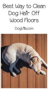 Best Ways To Clean Dog Hair Off Hardwood Floors Dogvills Cleaning Pet Hair Dog Hair Dog Hair Cleaning