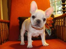 High to low nearest first. French Bulldog Puppies Wisconsin Zoe Fans Blog Bulldog Puppies French Bulldog Puppies Cute Baby Animals
