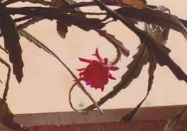 Your christmas cactus may not be a christmas cactus at all. Looks Like A Giant Christmas Cactus