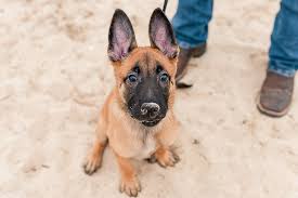 My spouse is also a dog lover and while she helps with the german shepherds, her heart belongs to our beloved border collie / australian shepherd family dog, cody. Puppy Love Espen The Belgian Malinois Shepherd Daily Dog Tag