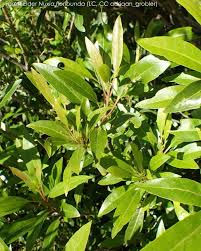 Image result for Nuxia floribunda