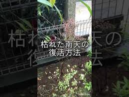 枯れた南天復活方法 Youtube