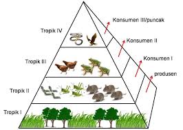 Maybe you would like to learn more about one of these? Pengertian Rantai Makanan Di Laut Beserta Contoh Dan Penjelasannya