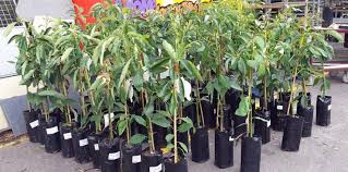 The wurtz avocado tree, sometimes referred to as little cado, is the only true dwarf variety of avocado and will consistently produce good fruit from may to september. Avocado Large Ripe Fruit Tree Ovulation Signs