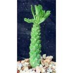 Image result for Monadenium herbaceum