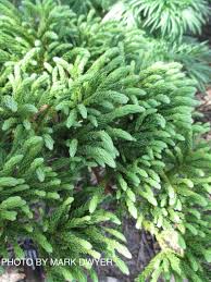 Image result for Cryptomeria