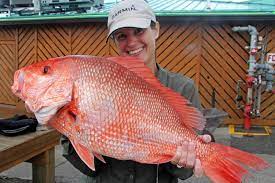 Place the snapper on ice immediately. Red Snapper Noaa Fisheries
