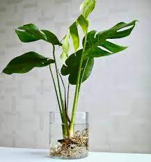 Paragraf adalah suatu kesatuan yang terdiri dari beberapa artinya, kalimat utama merupakan kalimat yang di dalamnya memuat ide pokok. 21 Pokok Hiasan Terbaik Di Malaysia Untuk Rumah Anda Propertyguru Malaysia