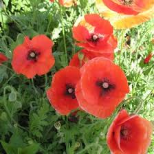 Sharon Mavis (gsmavis)