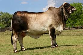 2014 cattle farmer of the year. Two Of Lmc S Top Donors Enter The Prestigious Register Of Renown La Muneca Cattle