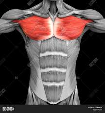 There are three muscles that lie in the pectoral region and exert a force on the upper limb. 3d Illustration Image Photo Free Trial Bigstock