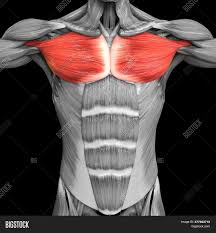 About the 6th week, the somites differentiate into the sclerotomes and the dermatomyotomes. 3d Illustration Image Photo Free Trial Bigstock