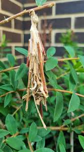 Image result for Melaleuca hypericifolia