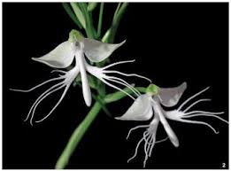 Image result for Habenaria petitiana
