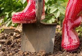 Maybe you would like to learn more about one of these? Plantare Vita De Vie Altoire Vita De Vie