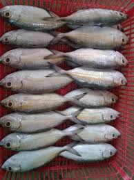 Selain hasil tangkapan ikan dan seafood masih segar, di sini anda bisa langsung berinteraksi dengan para nelayan. Nafira Depot Ikan Basah Posts Facebook