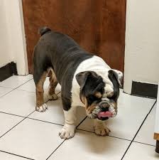The bulldog is a relaxed and intelligent breed, requiring less exercise than one might expect. English Bulldogs For Sale In Idaho Home Facebook