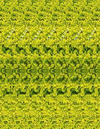 3d Photograph Giraffe Can You See It Eye Illusions Magic Eye Pictures Cool Optical Illusions