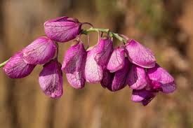 Image result for Polygala virgata