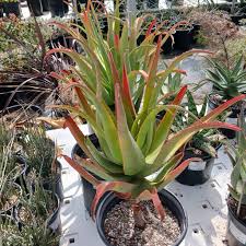 Image result for Aloe buchananii