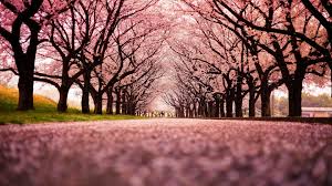 Sakura tree background loop stock animation | 11546015. 55 Japanese Cherry Blossom Wallpaper 1920 1080