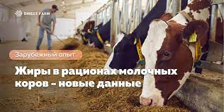 Неприятный запах у молока коровы: причины и способы решения проблемы