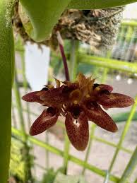 Image result for Bulbophyllum