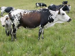 Nguni Cattle South Africa Nguni Cows Africa Animals Nguni Cattle
