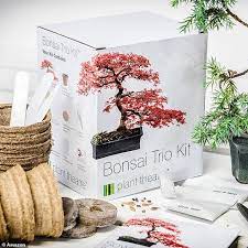 This 15 Kit Comes With Everything You Need To Grow Your Own Bonsai Trees At Home Daily Mail Online