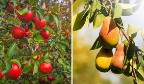 This year, had a few pears, but they soon fell and i was left with no fruit. Can An Apple Tree Pollinate A Pear Tree Crate And Basket