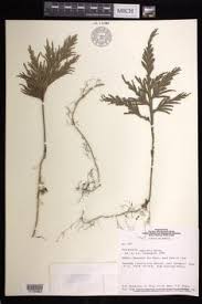 Image result for Selaginella auquieri