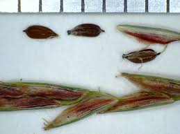 Image result for Cyperus trigonellus