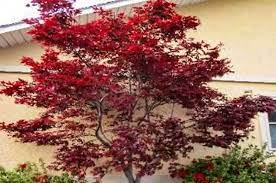 Emperor Japanese Maple In 2021 Japanese Maple Tree Maple Tree Varieties Japanese Maple Tree Varieties
