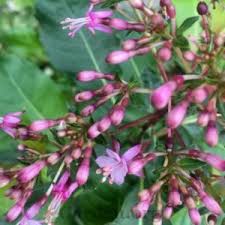 ☎️ phone number, map, website and nearby locations. Lady S Eardrops Fuchsia Lechlade Gorgon In The Fuchsias Database Garden Org