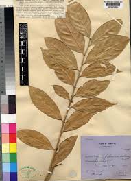 Image result for Suregada