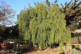 Image result for Maytenus chasei