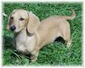 Miniature Dachshund Irish Cream Mini Dachshund