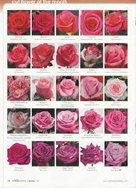 Flower Classroom 2013 New Rose Varieties Published In Super Floral Retailing Rose Varieties Wedding Flower Types Flower Names