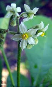 Image result for Solanum sp. A