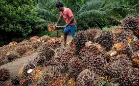 Menyoal harga, setiap harinya harga emas selalu berubah. Harga Sawit Riau Turun Menjadi Rp2 117 60 Per Kilogram Ini Penyebabnya